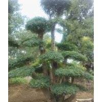 對(duì)節(jié)白臘