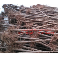 河北保定榆樹(shù)哪家好