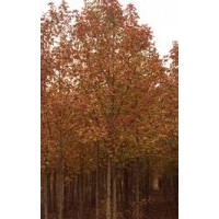 10公分楓香價(jià)格18公分楓香價(jià)格