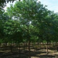 烏桕價(jià)格南京烏桕供應(yīng)基地優(yōu)質(zhì)烏桕出售