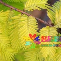 河南名品彩葉供應金葉水杉