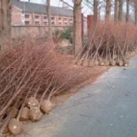 南京水杉基地精品水杉出售南京水杉供應(yīng)