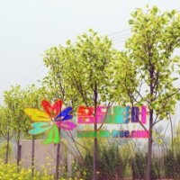 落葉喬木金邊馬褂木