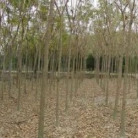 重陽(yáng)木報(bào)價(jià)供應(yīng)移植10公分黃連木