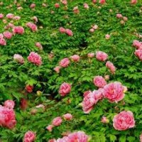 牡丹苗大量出售、大量牡丹苗低價(jià)優(yōu)惠供應(yīng)