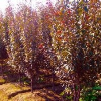 10公分紅葉李報(bào)價(jià)南京紅葉李銷售基地