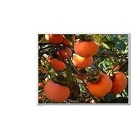 照天紅柿子苗，雪柿子苗，甜柿子苗，