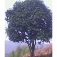 供應(yīng)湖南15公分原生桂花樹(shù)，叢生桂花樹(shù)，全冠桂花樹(shù)價(jià)格