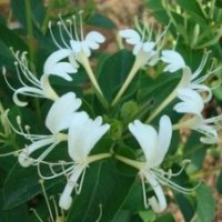 金銀花供應(yīng) 蒙花 123號(hào) 大毛花 雞爪花等