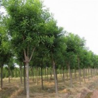 常年出售香樟，廣玉蘭，女貞，垂柳，合歡，國槐等綠化苗木