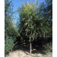 出售：2-15公分垂柳 速生柳