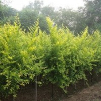 金葉榆河北金葉榆