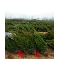 塔柏價格，2米塔柏什么價格，塔柏種植基地，塔柏采購