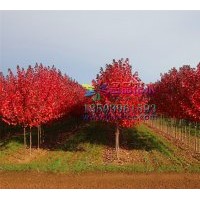 長期供應(yīng)秋火焰河南名品彩葉