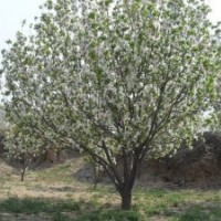 喬木八棱海棠樹