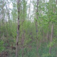 出售旱柳各種規(guī)格