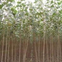 包的地到期,低價處理速生楊10萬棵,給錢就賣,快來搶吧！