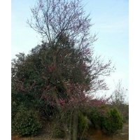 常年出售供應(yīng)紅梅大樹(shù)紅梅樹(shù)30-50公分