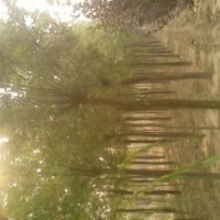 供應(yīng)6-8公分國(guó)槐120元245元