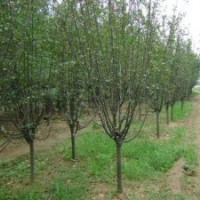 供應(yīng)：蜀檜、龍柏，西湖海棠，紅葉小檗