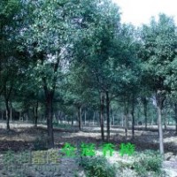 市政用精品全冠香樟樹胸徑8cm~25cm湖南基地