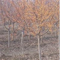 純種印第安魔力海棠苗供應(yīng)，冬天不落果的海棠印第安魔力海棠