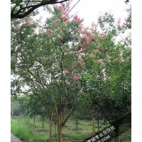 11-15公分紅花紫薇