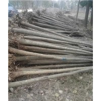 6公分國槐價格 5公分國槐多少錢