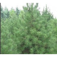 3米油松大量出售、大量低價(jià)油松優(yōu)惠供應(yīng)