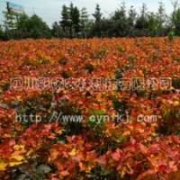 四川陜西紅霞楊”Ⅰ號(hào)金紅楊紅黃楊黃紅楊金黃楊