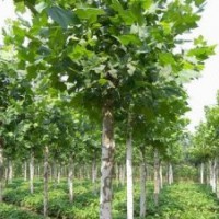 綠化苗木欒樹欒樹價格欒樹報價欒規(guī)格河北苗木河北欒樹國槐白蠟