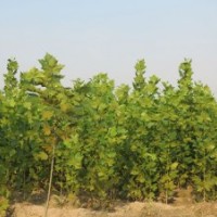 速生法桐，速生法桐小苗，速生白蠟，速生國槐，欒樹低價處理