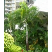 供應(yīng)狐尾椰子價格 狐尾椰子供應(yīng)商