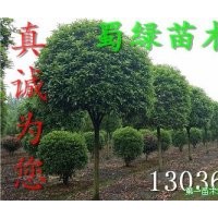 四川高桿桂花-獨(dú)干垂絲海棠苗圃直供