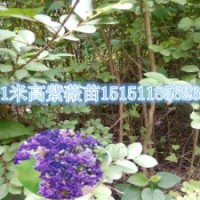 1.5米高紫薇苗0.8公分粗翠微紫薇小苗價(jià)格一年生紫薇苗