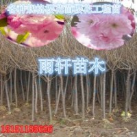 嫁接櫻花苗一年生櫻花小苗晚櫻苗1米高櫻花苗價(jià)格