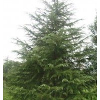 本苗圃供應(yīng)批發(fā)雪松