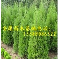 側(cè)柏苗2米高上車價(jià)只要1元錢