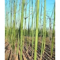 15公分青桐樹報價18公分青桐樹價格20公分青桐樹