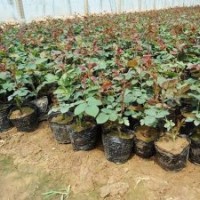 濰坊上盆月季，青州上盆大花月季，青州盆栽月季