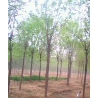 供應，毛白楊，白蠟，榆樹