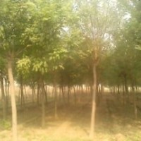 北京國(guó)槐價(jià)格