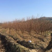 大紅花紫薇產(chǎn)地價格3公分4公分紫薇批發(fā)供應(yīng)