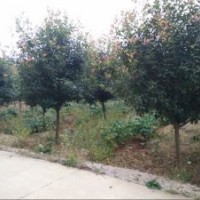 高桿紅葉石楠 安徽 2-10cm