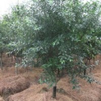 供應(yīng)垂絲海棠，江蘇垂絲海棠價(jià)格，垂絲海棠基地價(jià)格,垂絲海棠