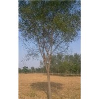 浙江國槐價格 浙江哪里的國槐最便宜
