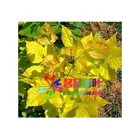 名品花木金葉白蠟便宜賣