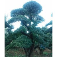 對(duì)節(jié)白臘