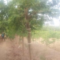 2-8分宮粉紫荊。