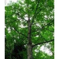 10公分15公分鵝掌楸價(jià)格江蘇鵝掌楸基地